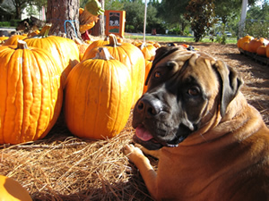 Sugar Bear pumpkin patch